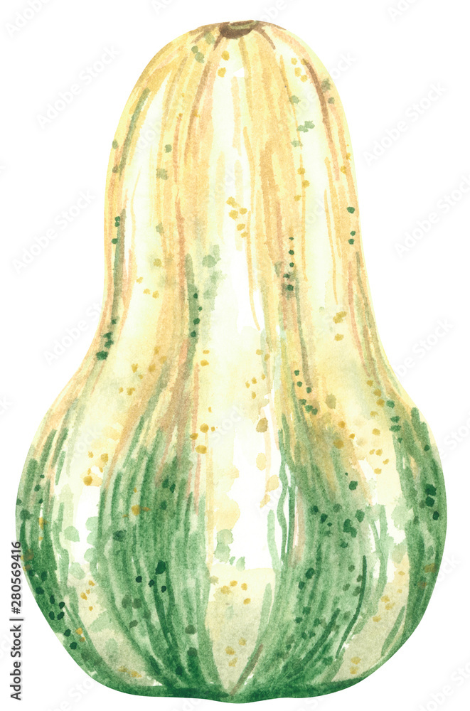 Vegetable, pumpkin squash, hand drawn watercolor illustration isolated on white. Halloween symbol Vegetable, pumpkin squash, hand drawn watercolor illustration isolated on white. Halloween symbol