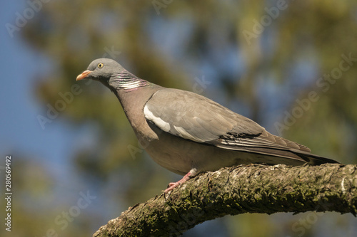 Ringed turtle-dove sitting on branch © Daniel Sztork