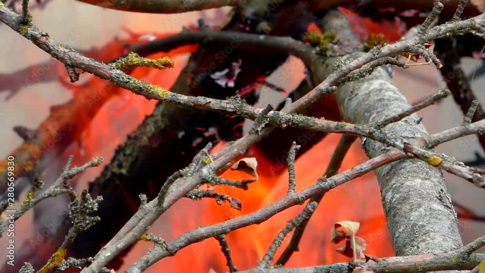 Wild forest fire is ignited. The threat to flora and fauna from fire. Wild forest fire is ignited. The threat to flora and fauna from fire.