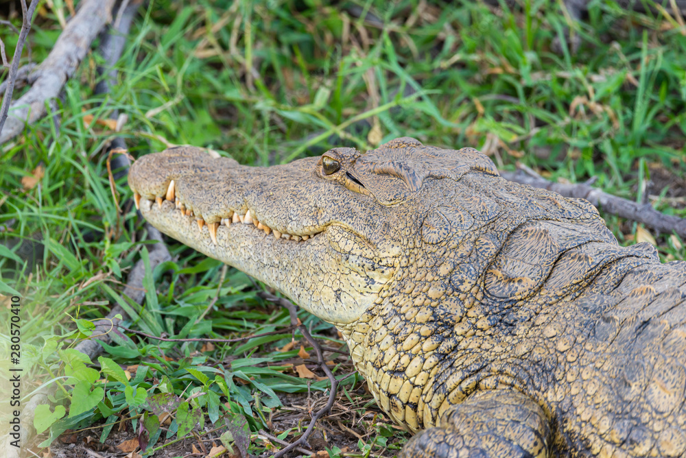 Obraz premium Portrait of a beautiful crocodile sitting next to Zambezi River