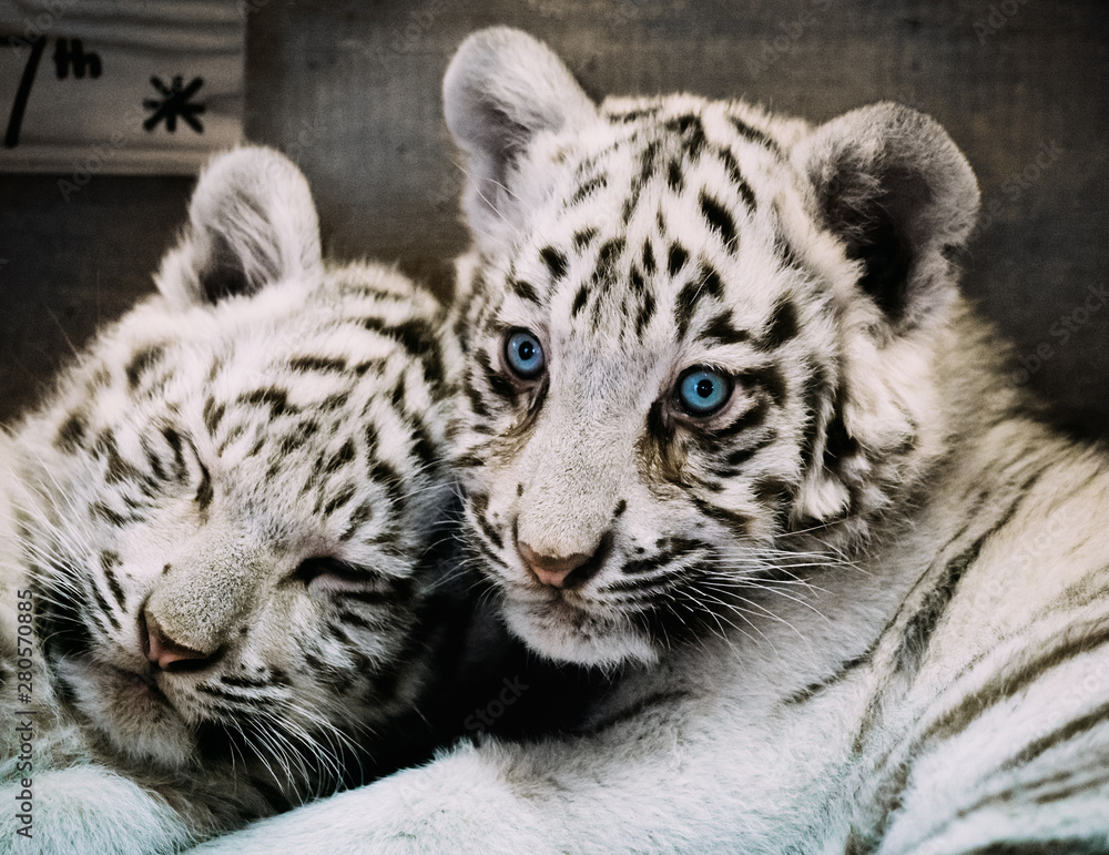 Fototapeta premium two White Tiger babys in a zoo in austria