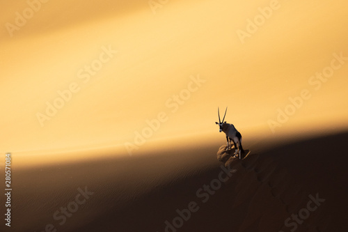Solitary oryx standing on a sand dune in Sossusvlei desert during sunset on the edge of shadowy and light sand. Sossusvlei, Namibia. photo