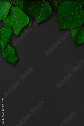 Black background with green leaves. Background material, message board etc. 緑色の葉と黒色の背景素材。背景素材、メッセージボードなど