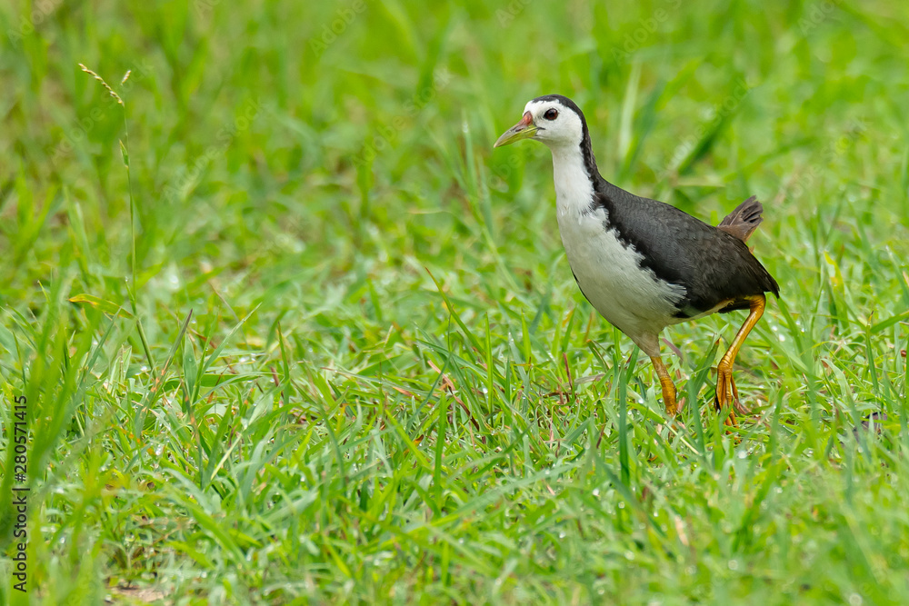 White-breasted Waterhen walking on green field looking into a distance White-breasted Waterhen walking on green field looking into a distance