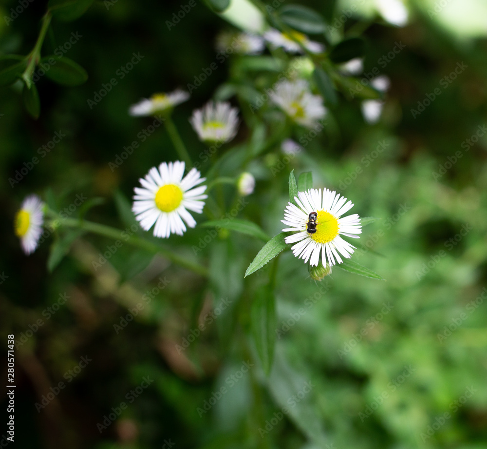 Wild Flower with Small bug in Local Mountain, Seoul, Korea Wild Flower with Small bug in Local Mountain, Seoul, Korea