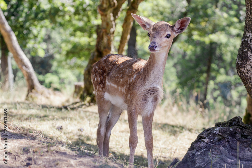 junges Reh in einem Wildpark junges Reh in einem Wildpark