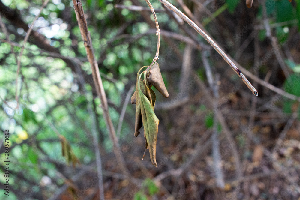Dried Leaf in Local Mountain, Seoul, Korea Dried Leaf in Local Mountain, Seoul, Korea