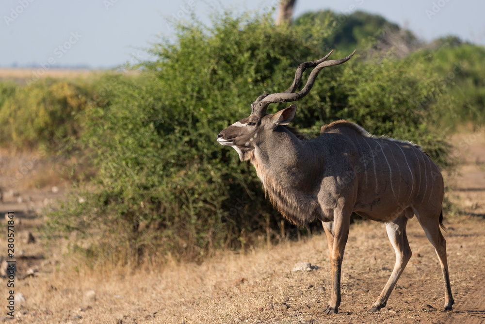 a beautiful male kudu standing in the sun, chobe national park in botswana africa