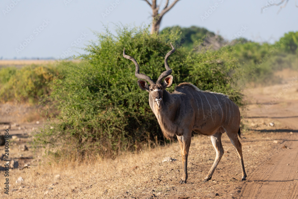 a beautiful male kudu standing in the sun, chobe national park in botswana africa a beautiful male kudu standing in the sun, chobe national park in botswana africa