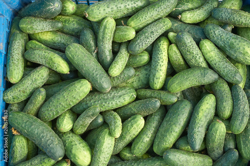 many fresh green small cucumbers texture