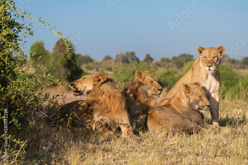portrait of a african lion sitting in the gras in chobe national park, beautiful sunlight photo