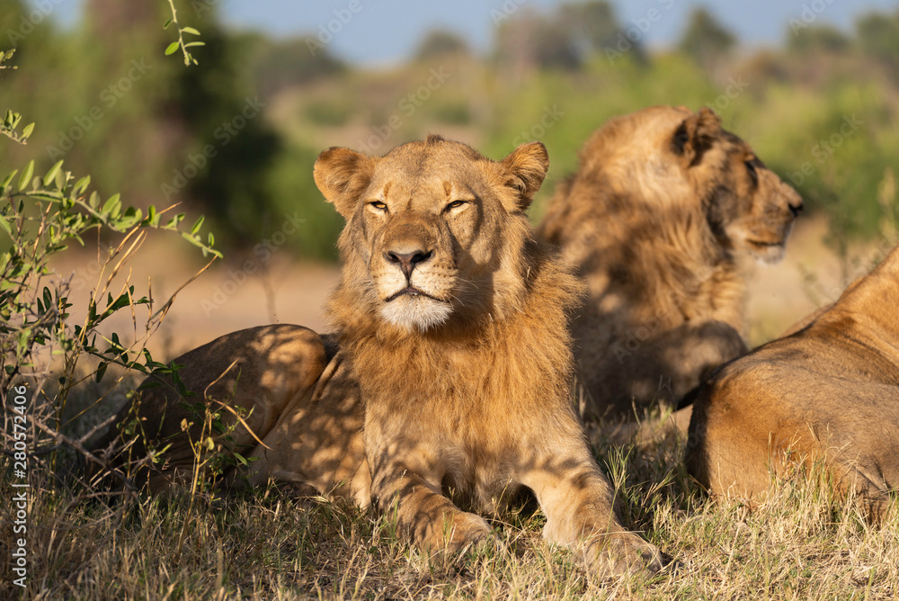 portrait of a african lion sitting in the gras in chobe national park, beautiful sunlight portrait of a african lion sitting in the gras in chobe national park, beautiful sunlight