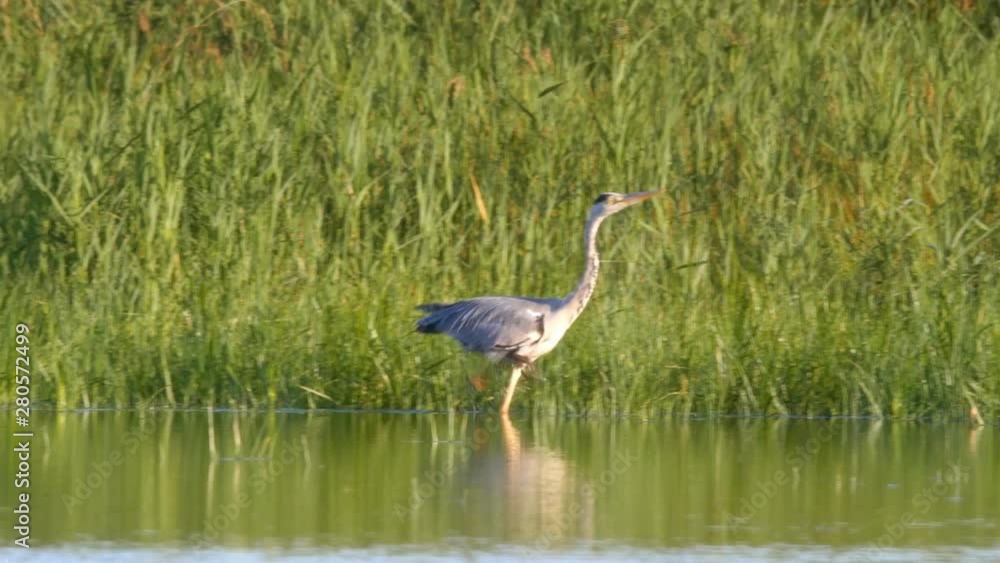 Grey heron, Ardea cinerea, running and catching a fish in a salt marsh habitat Grey heron, Ardea cinerea, running and catching a fish in a salt marsh habitat