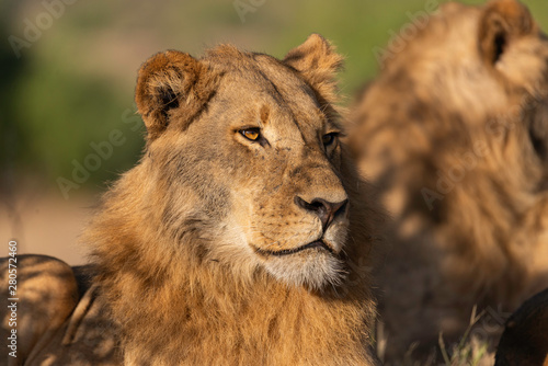 portrait of a african lion sitting in the gras in chobe national park  beautiful sunlight