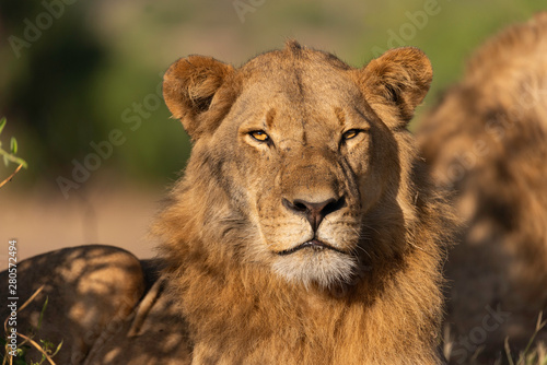 portrait of a african lion sitting in the gras in chobe national park, beautiful sunlight