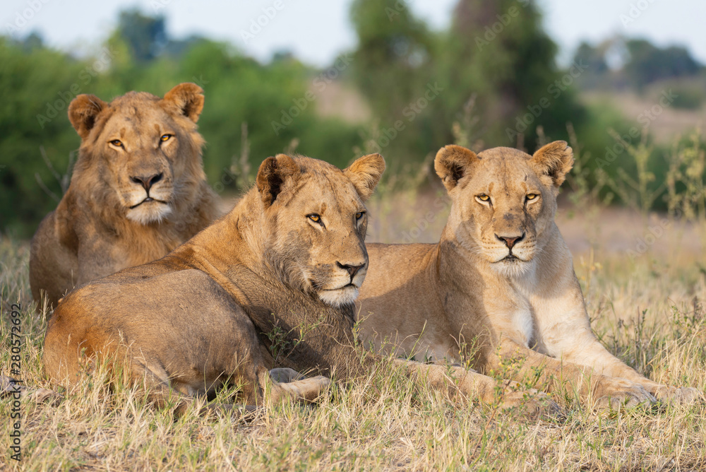 portrait of a african lion sitting in the gras in chobe national park, beautiful sunlight portrait of a african lion sitting in the gras in chobe national park, beautiful sunlight