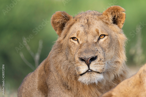 portrait of a african lion sitting in the gras in chobe national park, beautiful sunlight