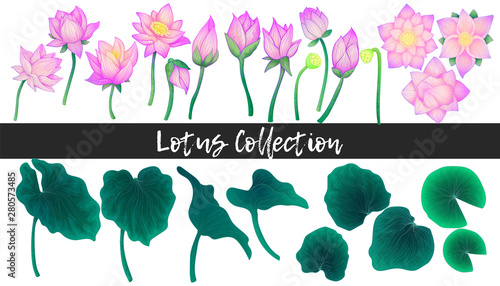 Water lily flowers, blossom bud and leaves hand draw watercolor imitation vector illustration collection. Isolated lotus elements on white background.