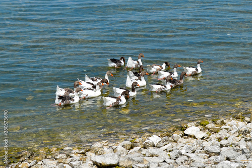 Birds in Egirdir lake, Isparta province, Turkey photo