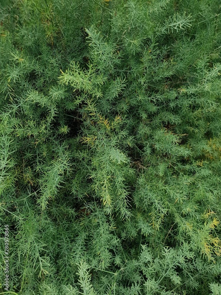 pine grows in the forest and in people's yards pine grows in the forest and in people's yards