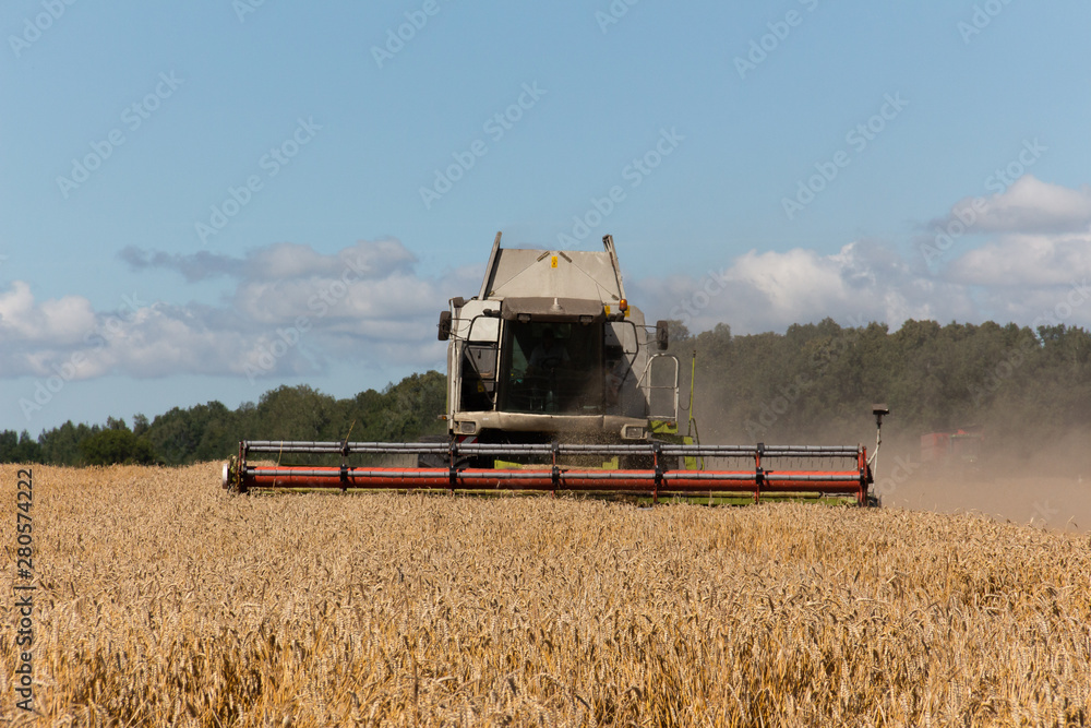 Fototapeta premium Harvesting wheat in a field. Grain-filled golden ear