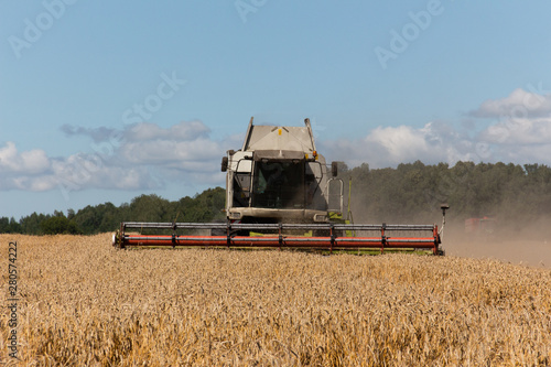 Harvesting wheat in a field. Grain-filled golden ear
