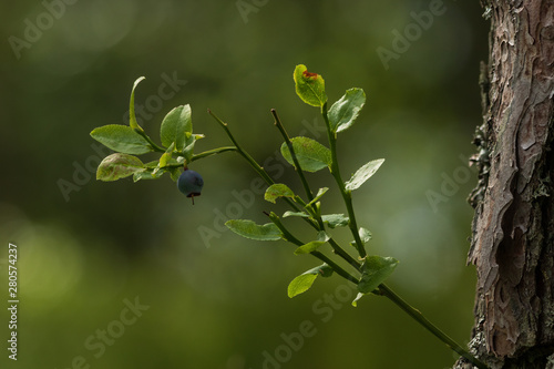 Isolated single blueberry on a small bush in a forest with shallow depth of field.