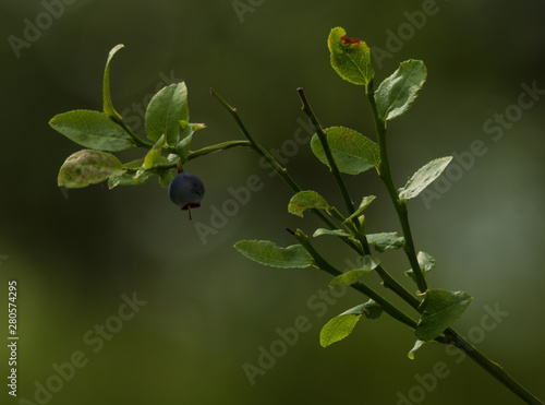 Isolated single blueberry on a small bush in a forest with shallow depth of field.