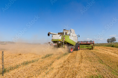 Harvesting wheat in a field. Grain-filled golden ear