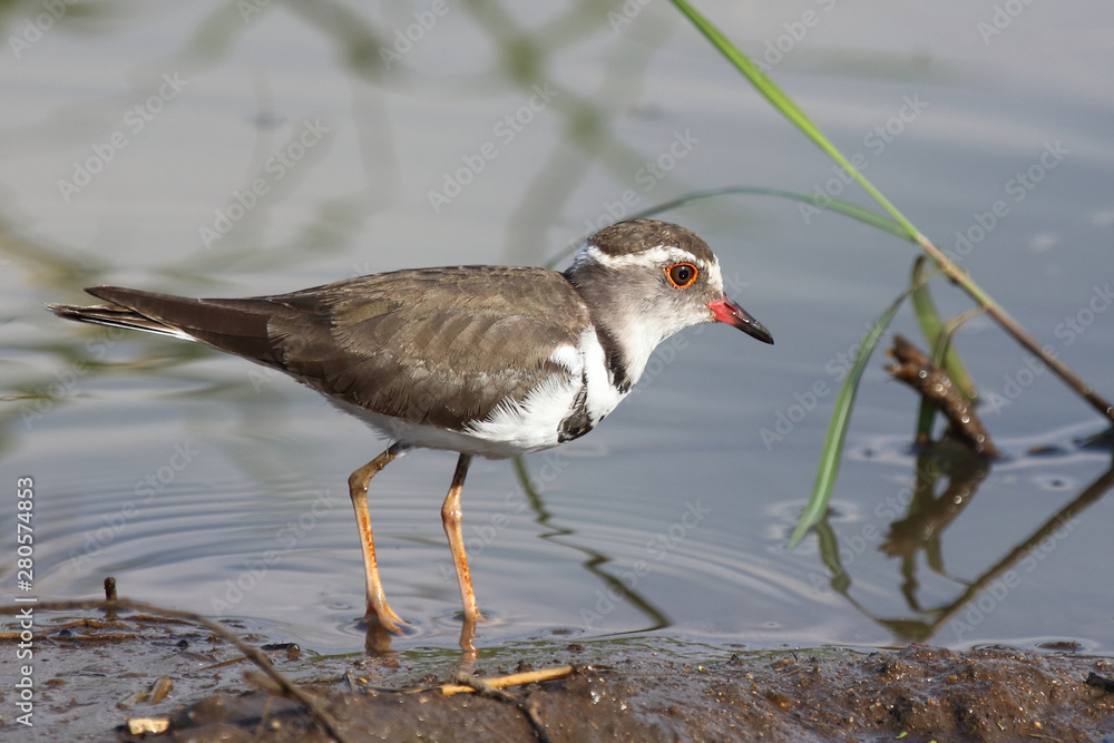 Dreibandregenpfeifer / Three-banded plover or Three-banded sandplover / Charadrius tricollaris Dreibandregenpfeifer / Three-banded plover or Three-banded sandplover / Charadrius tricollaris