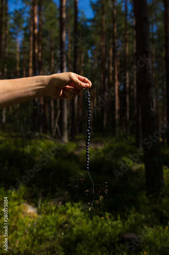 Hand holding a straw filled with freshly picked blueberries in a forest in Sweden. 
