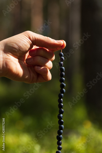 Hand holding a straw filled with freshly picked blueberries in a forest in Sweden. 