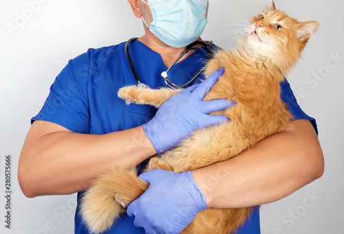 male vet in blue uniform and latex gloves holding an adult fluffy red cat with a funny face