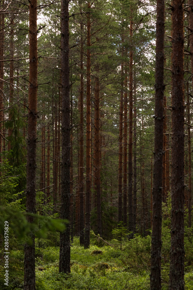 Pinetrees in a Swedish forest durin summer. Perfect place to hike alone and feel the power of nature. 