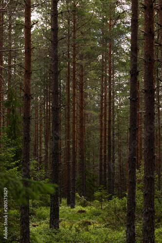 Pinetrees in a Swedish forest durin summer. Perfect place to hike alone and feel the power of nature.  © Viktorishy