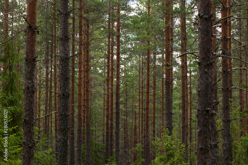 Pinetrees in a Swedish forest durin summer. Perfect place to hike alone and feel the power of nature. 