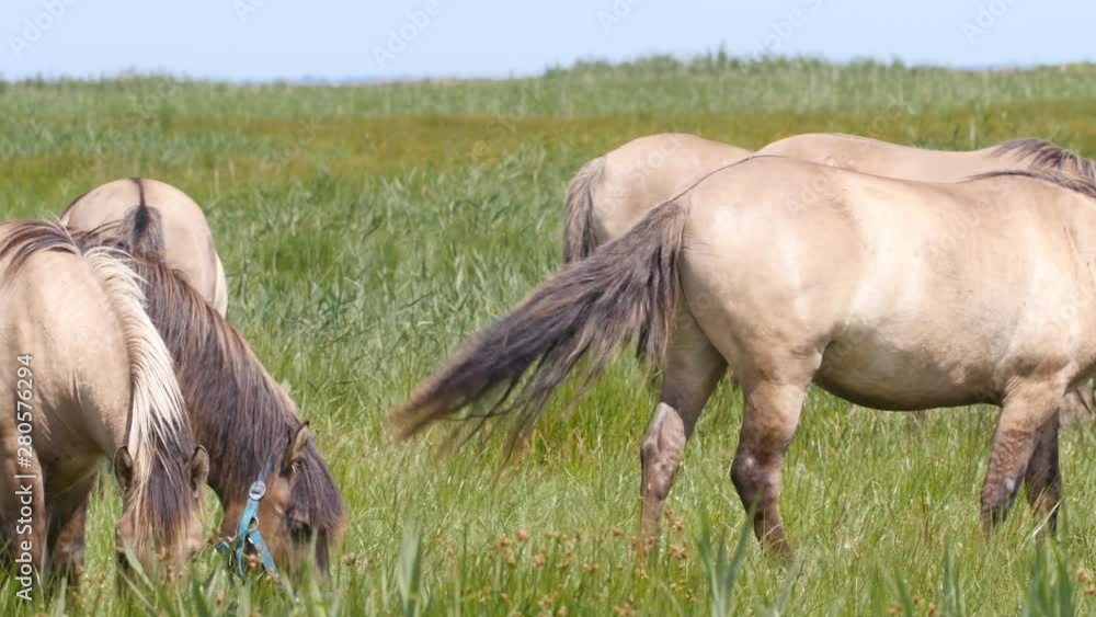 Herd of Koniks, Polish primitive horses, used for grazing in Beka Nature Reserve as part of active conservation. Camera pan. Herd of Koniks, Polish primitive horses, used for grazing in Beka Nature Reserve as part of active conservation. Camera pan.