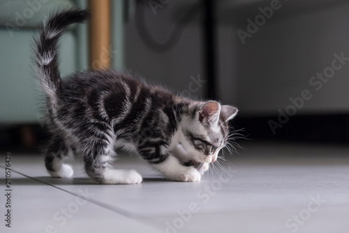 Fototapeta Naklejka Na Ścianę i Meble -  Cute british shorthair kitten playing indoors