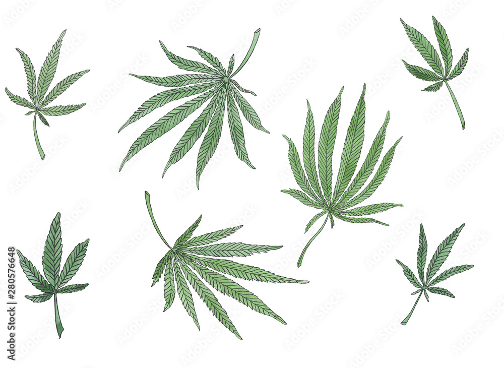 Watercolor set of green branch of big hemp and leaves Watercolor set of green branch of big hemp and leaves