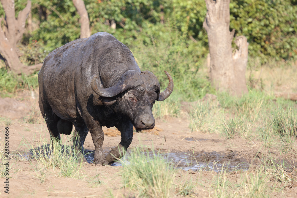 Obraz premium Kaffernbüffel / Buffalo / Syncerus caffer