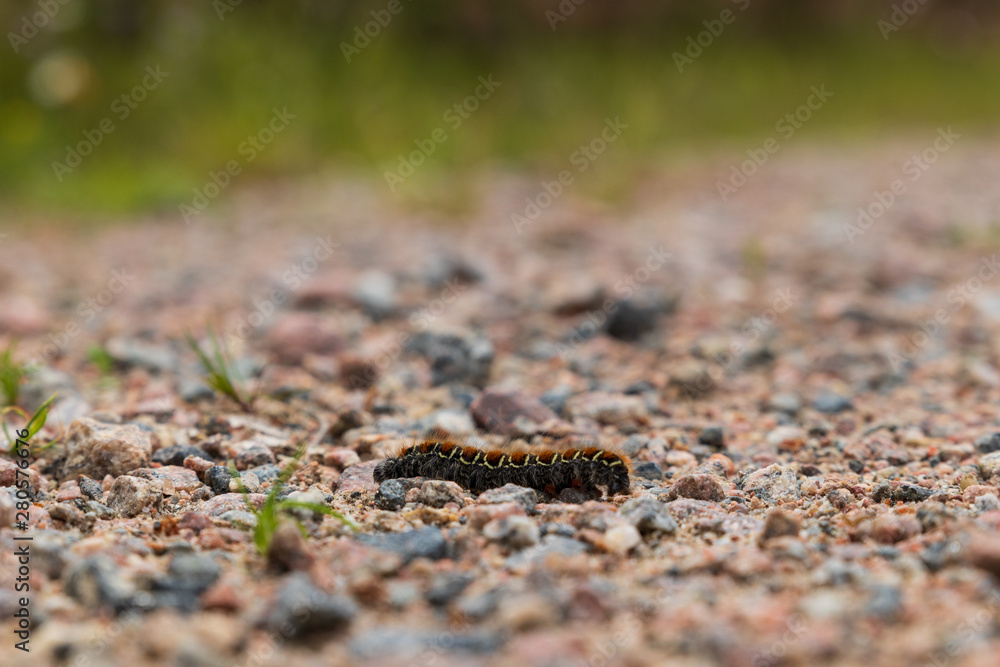 Lasiocampa quercus, oak eggar caterpillar of a butterfly crawling on a gravel road inside a Swedish forest during summer. Shallow depth of field. Lasiocampa quercus, oak eggar caterpillar of a butterfly crawling on a gravel road inside a Swedish forest during summer. Shallow depth of field.