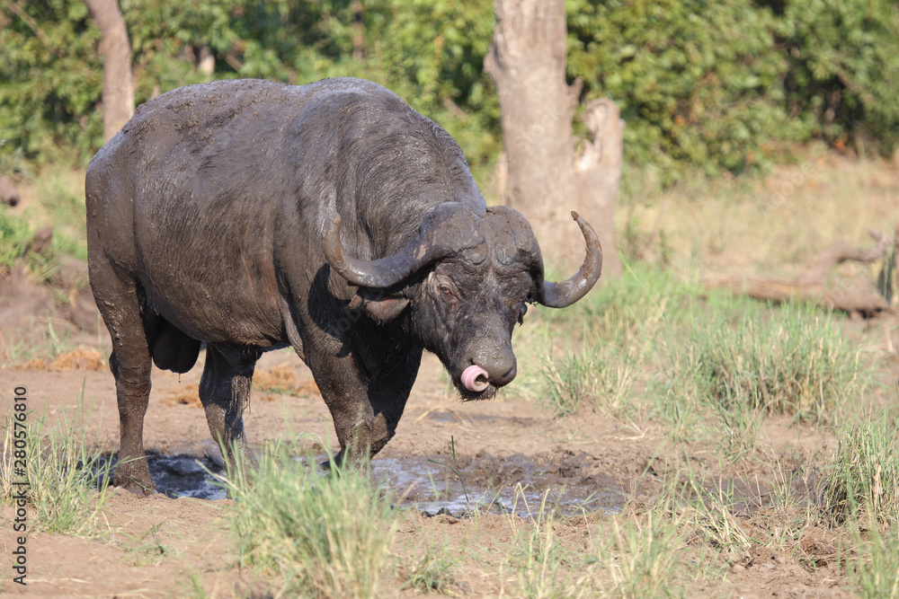 Kaffernbüffel / Buffalo / Syncerus caffer Kaffernbüffel / Buffalo / Syncerus caffer