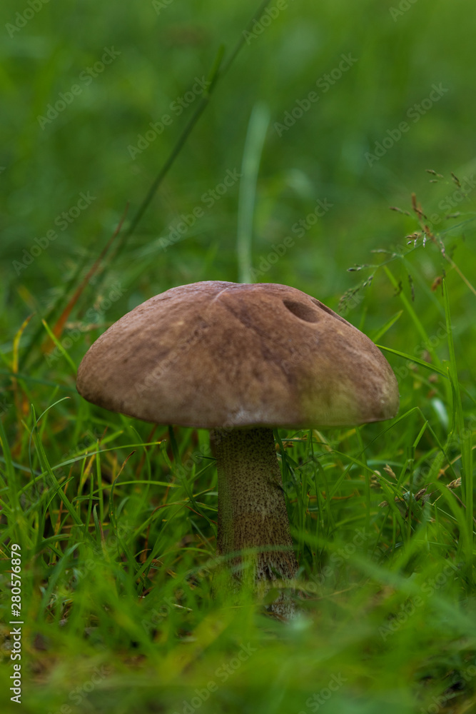 Mushroom of Leccinum family growing isolated inside a forest on grass during early summer in Sweden. Mushroom of Leccinum family growing isolated inside a forest on grass during early summer in Sweden.