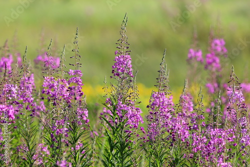 Chamerion angustifolium. Fireweed flowers on a summer day in the meadow