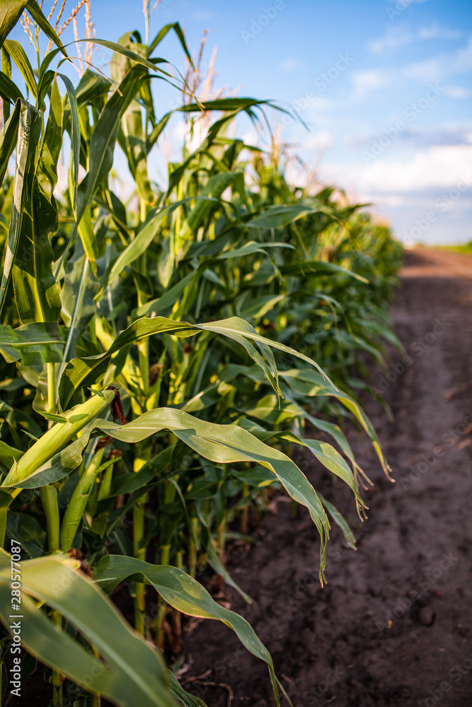 corn field in the setting sun, flowers of corn, cob corn field in the setting sun, flowers of corn, cob