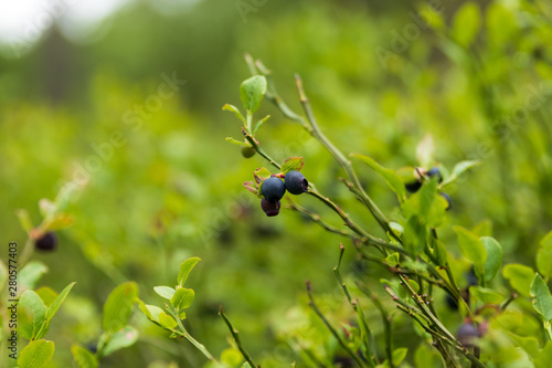 The first blueberries of the summer on a small bush inside a Swedish forest. 