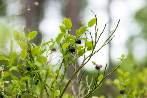 Blueberries on a small bush in early summer against a bright background. 