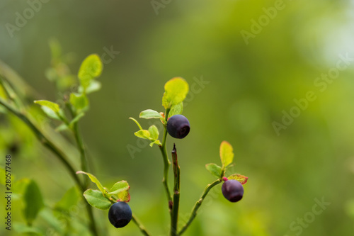 Close up of a few blueberries on a small bransh on a bush in a Swedish forest during early summer. 