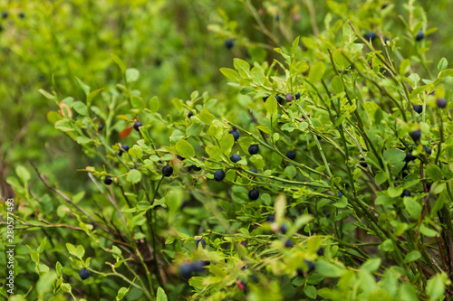 Blueberries on bushes inside a forest in Sweden during early summer. 