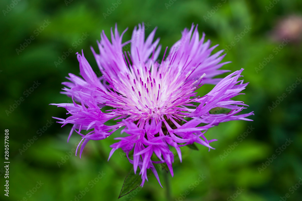 Centaurea dealbata an herbaceous pink perennial summer autumn flower plant commonly known as Persian cornflower Centaurea dealbata an herbaceous pink perennial summer autumn flower plant commonly known as Persian cornflower
